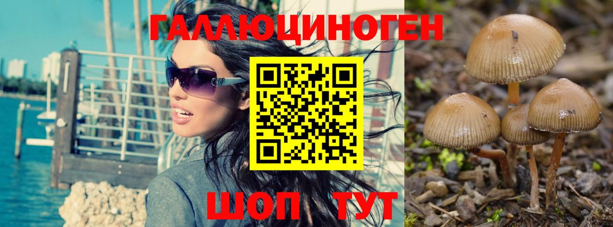 Галлюциногенные грибы Psilocybe Губкинский